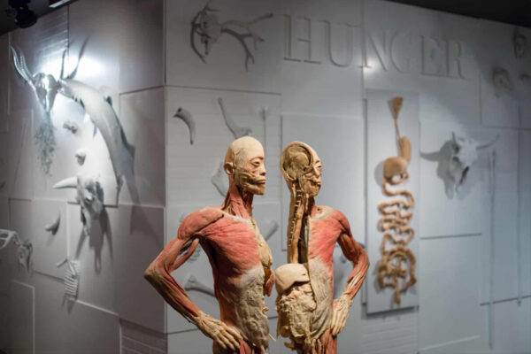 Real Bodies at Horseshoe Las Vegas